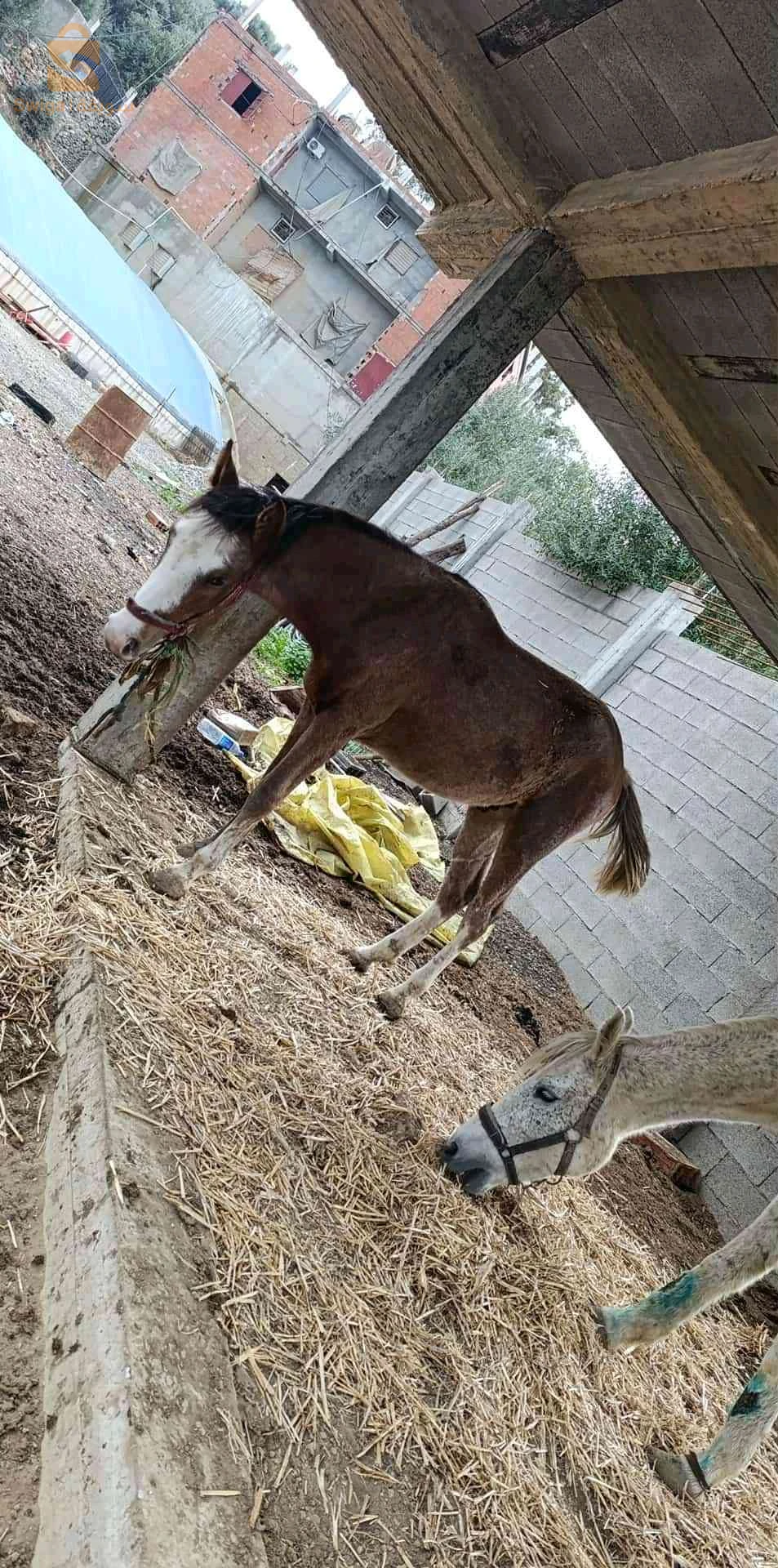 مهر 18 شهر عاقل الأخضرية القاصد يتواصل