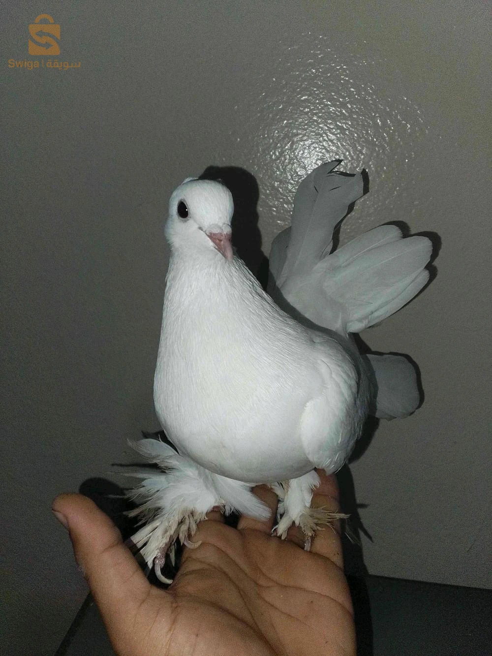 للبيع