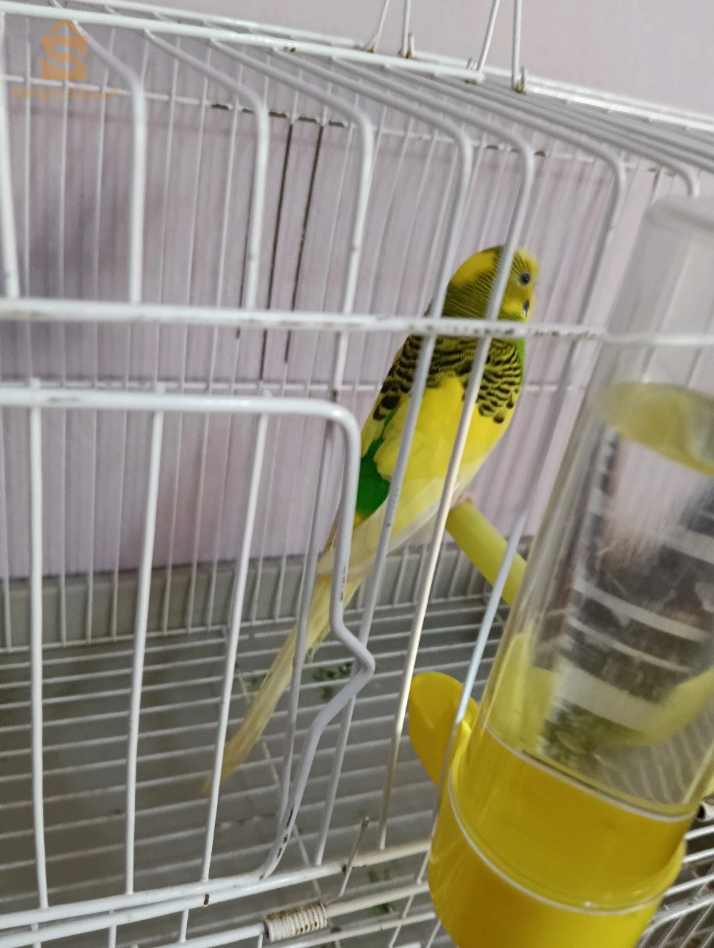 مجيد للطيور