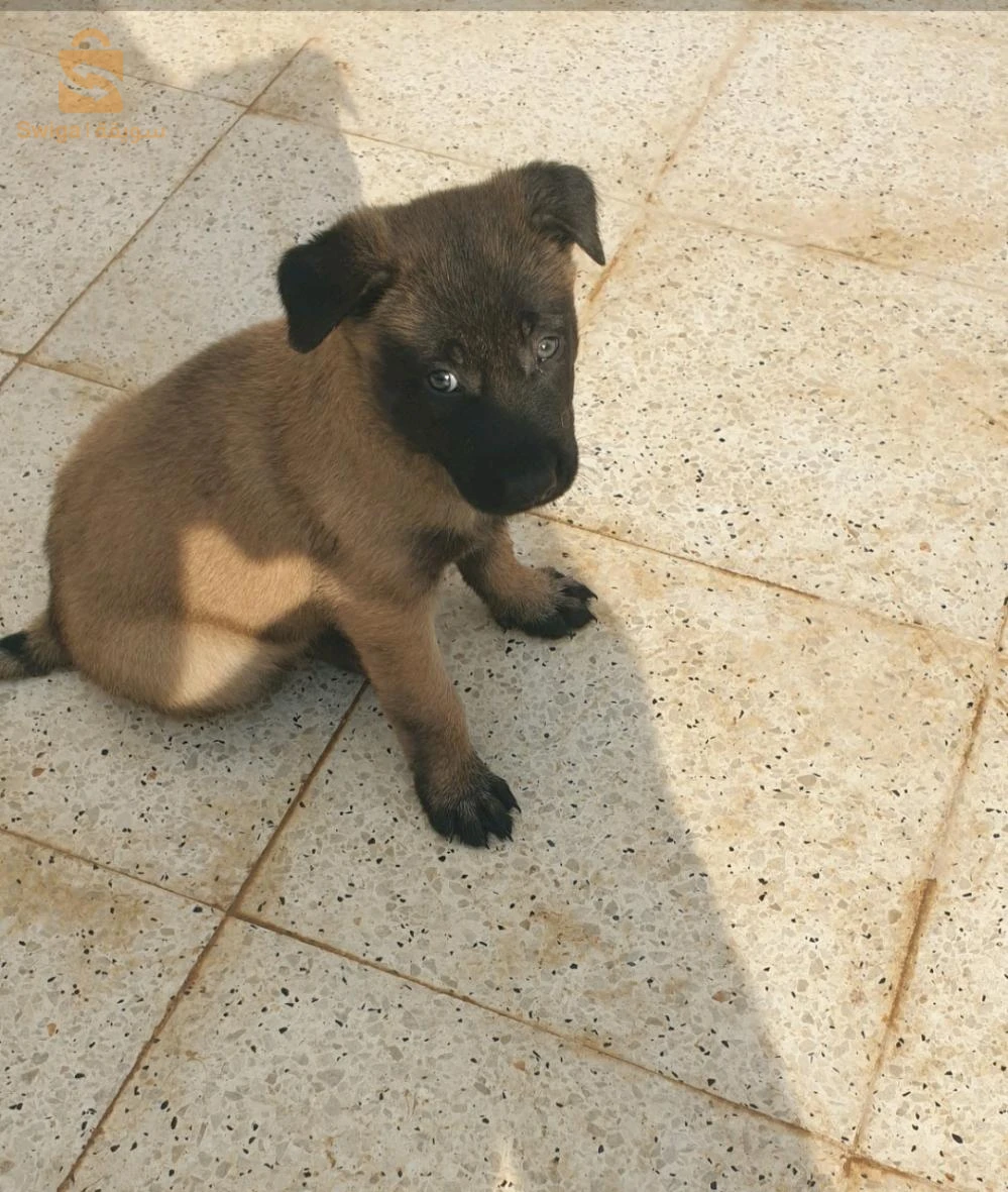 deux femelles malinois masque noire