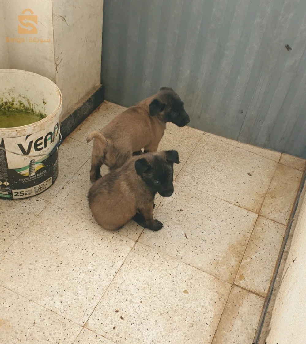 deux femelles malinois masque noire