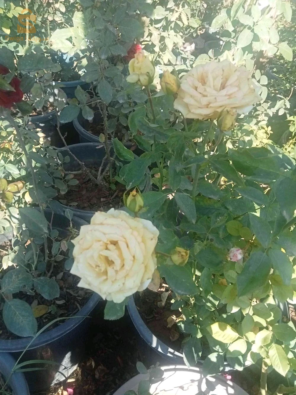 jardinier