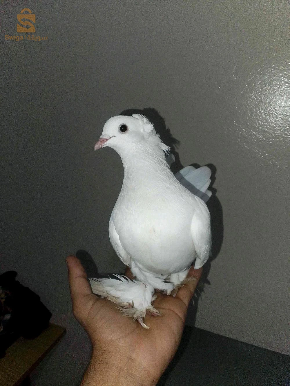 للبيع