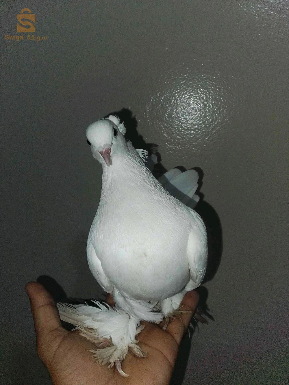 للبيع