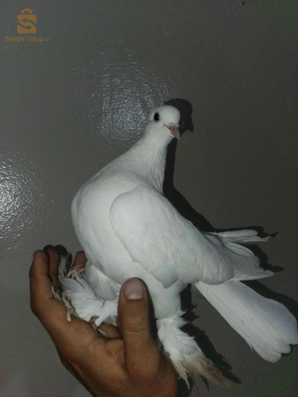 للبيع