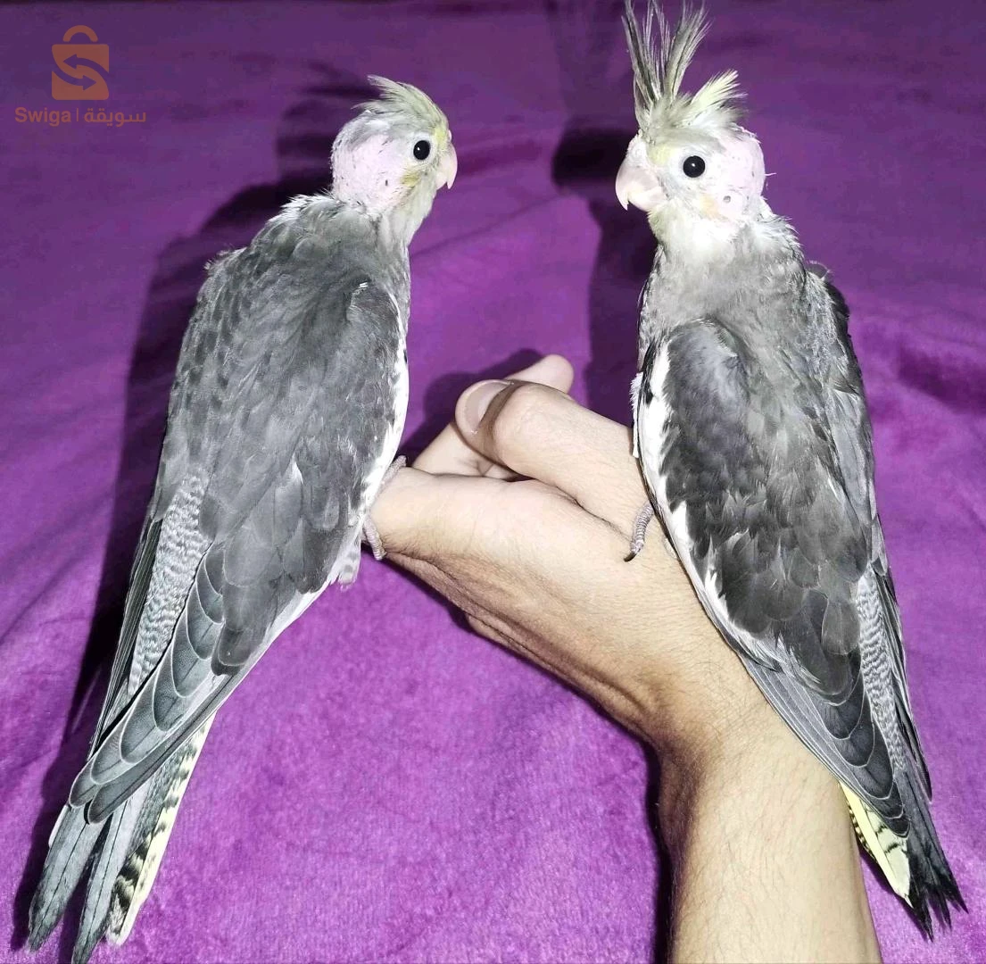 كوبل صغار كالوبسيت.