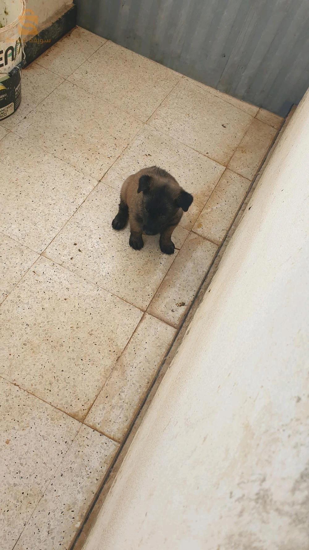 deux femelles malinois masque noire