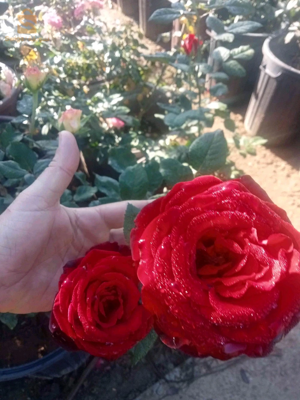 jardinier
