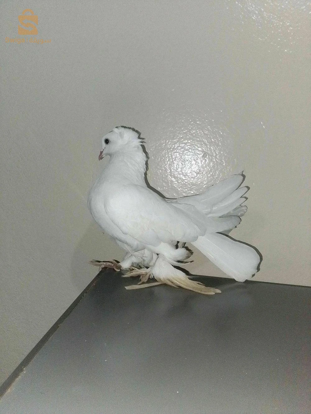 للبيع
