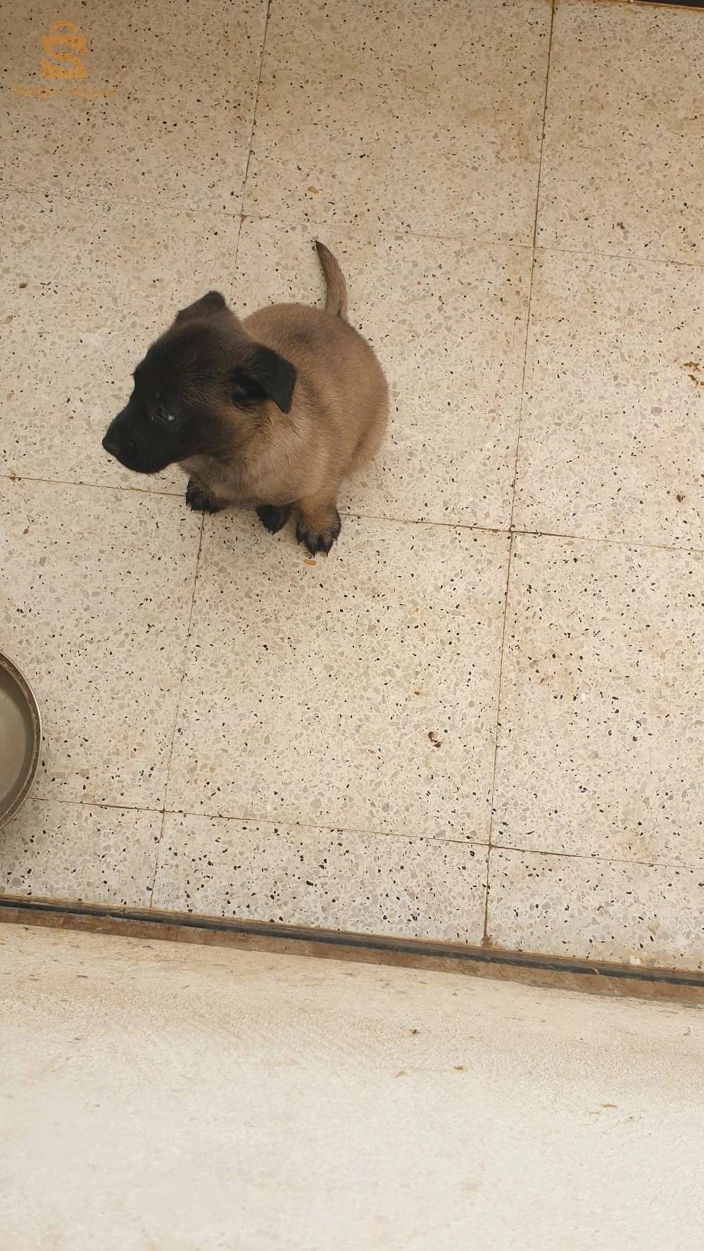 deux femelles malinois masque noire