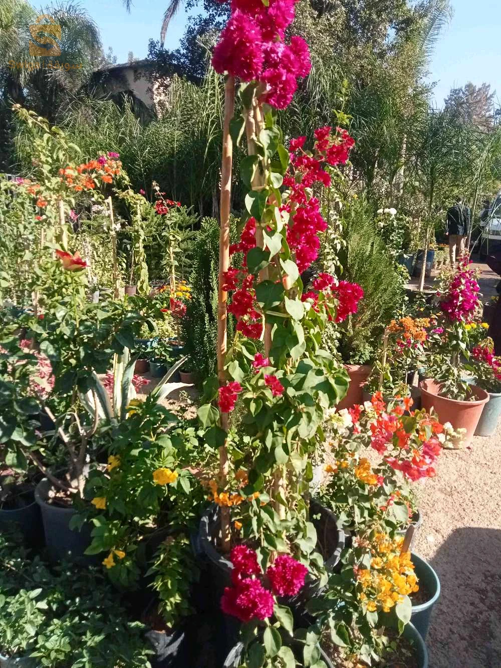 jardinier