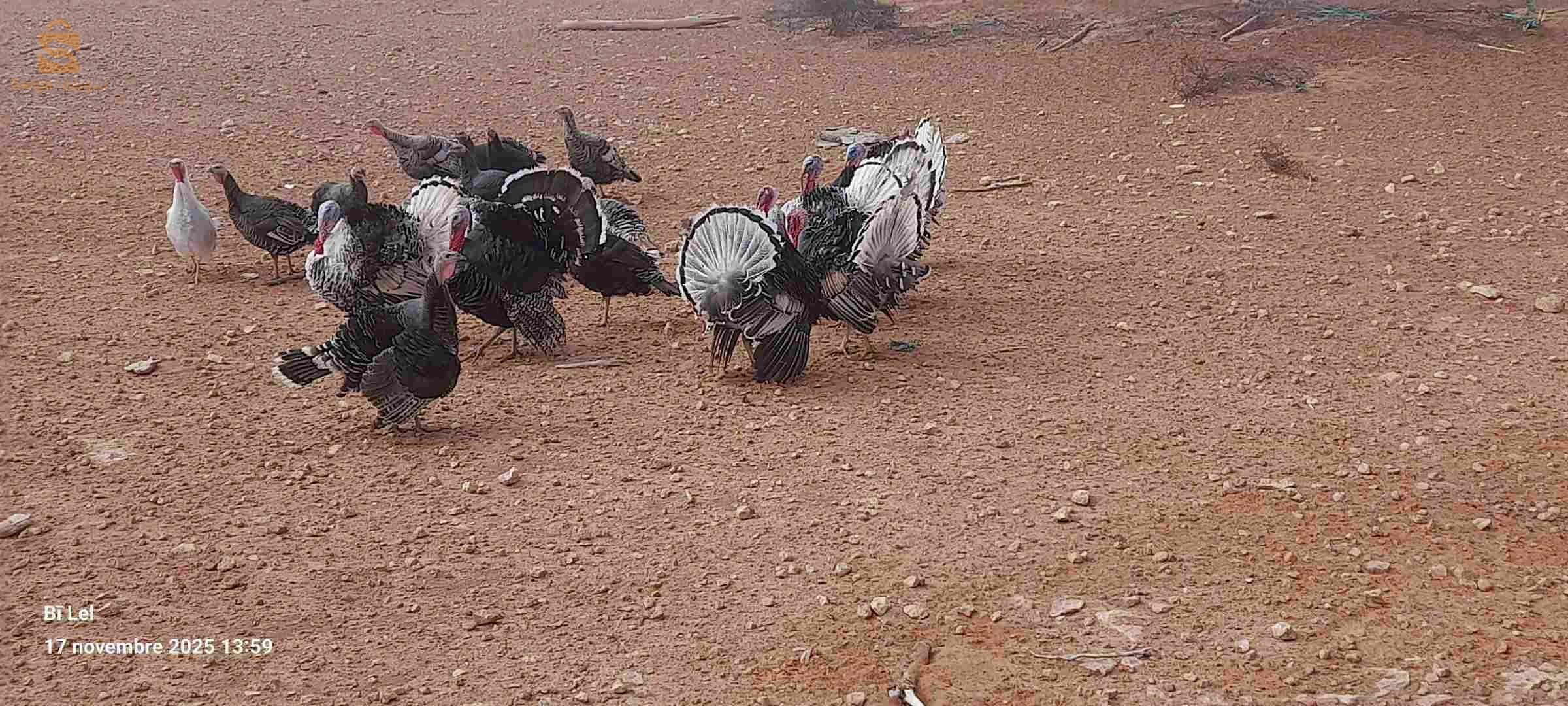 بيع ديك رومي