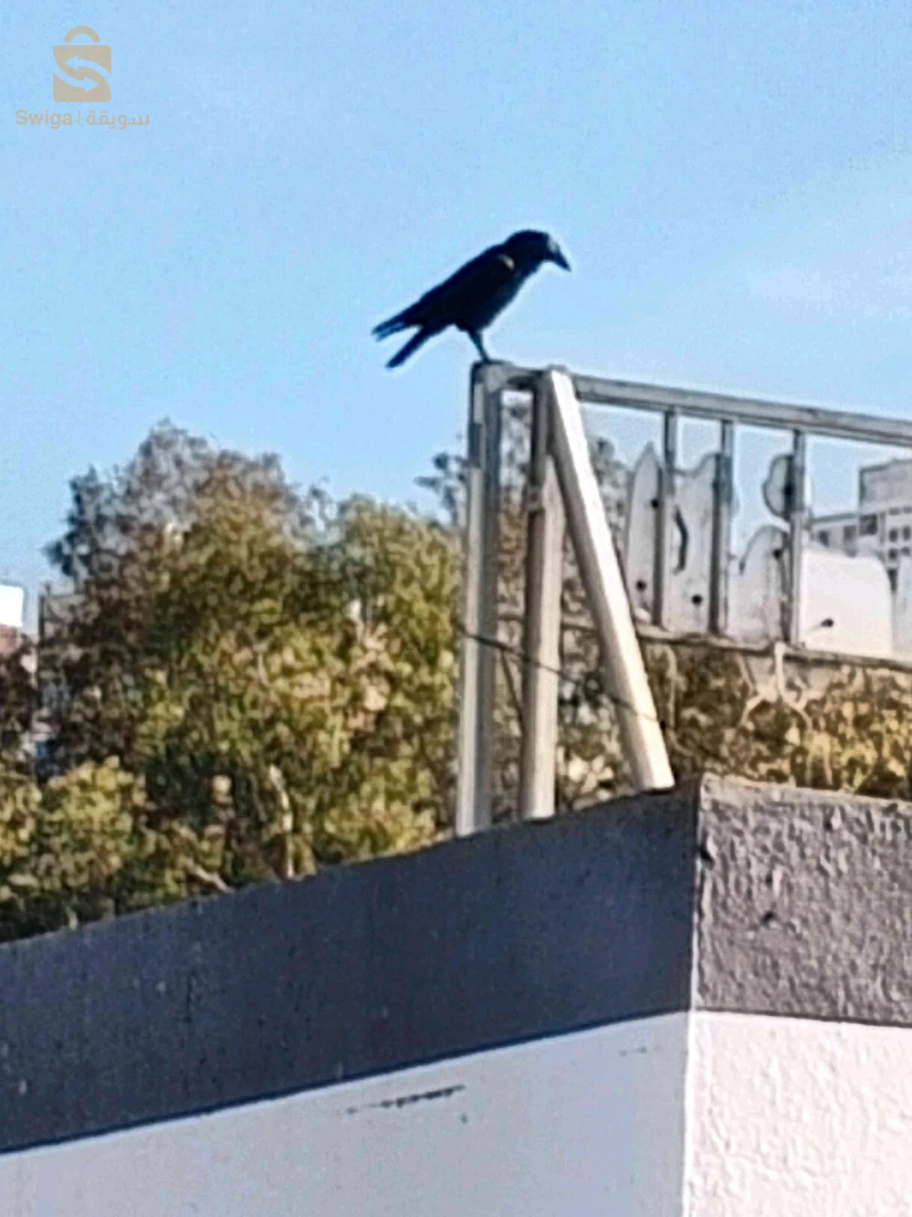 Vente lot terrain  serkina 4 tranche