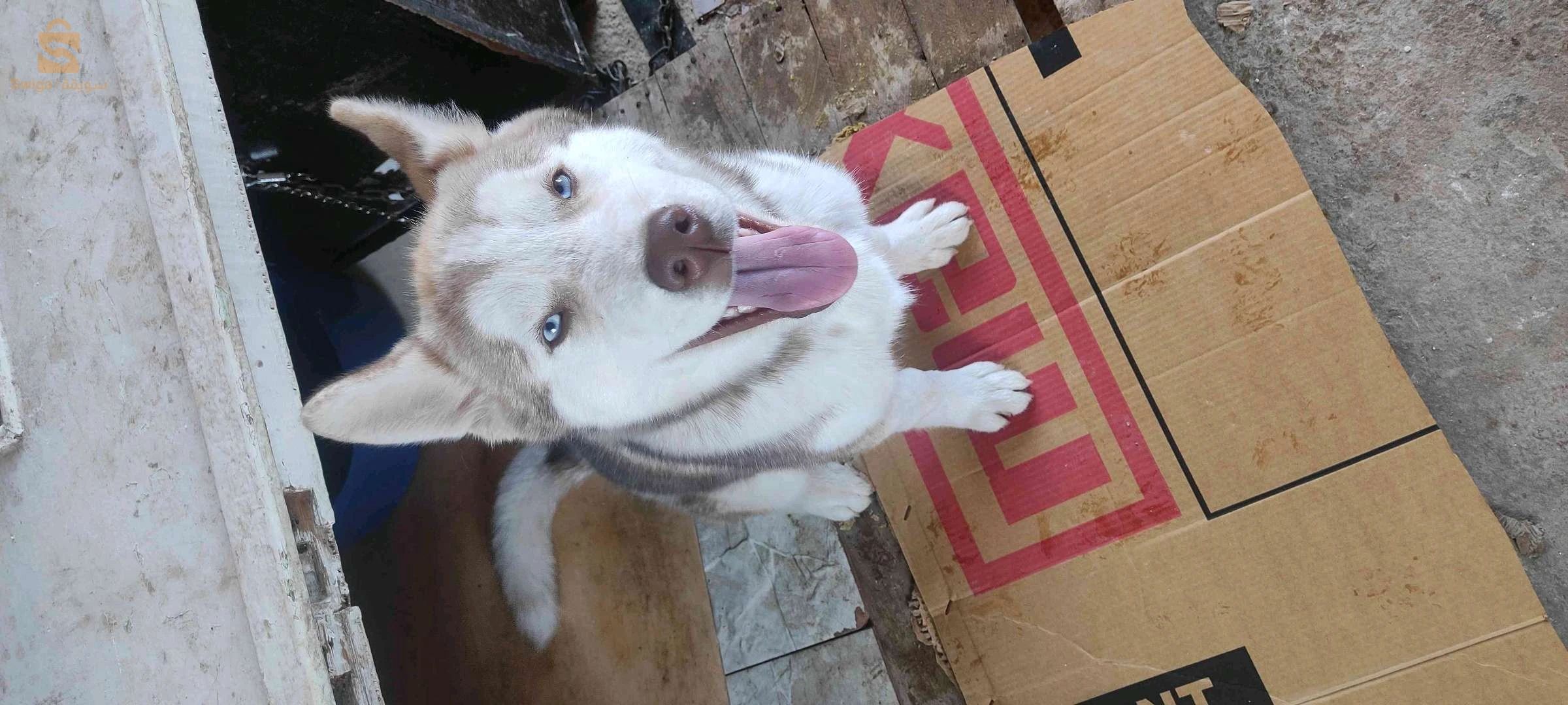 husky
