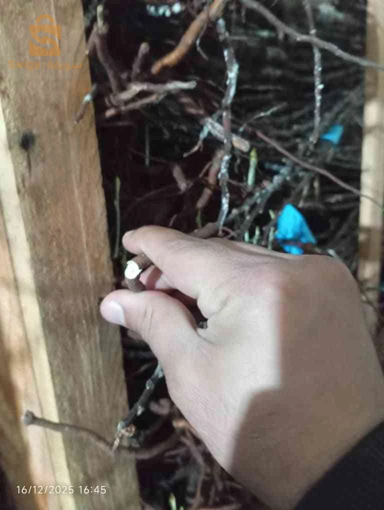 شتلات تفاح مستورد