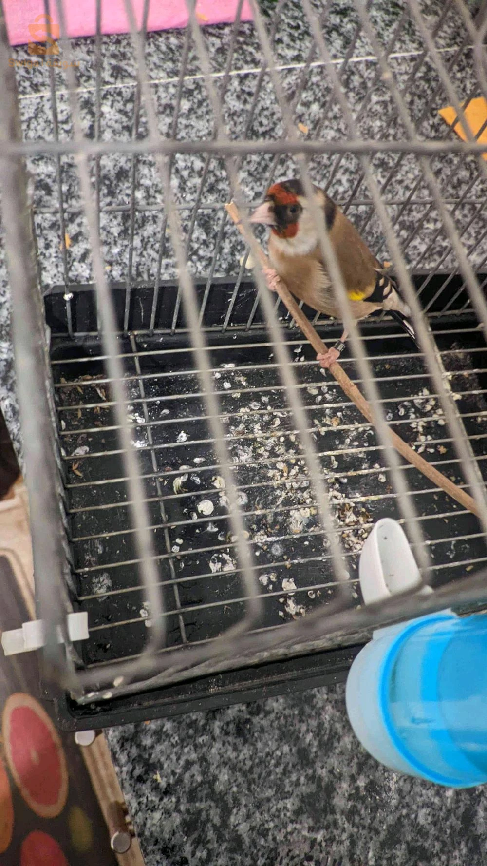 انثى حسون باڨ 2025