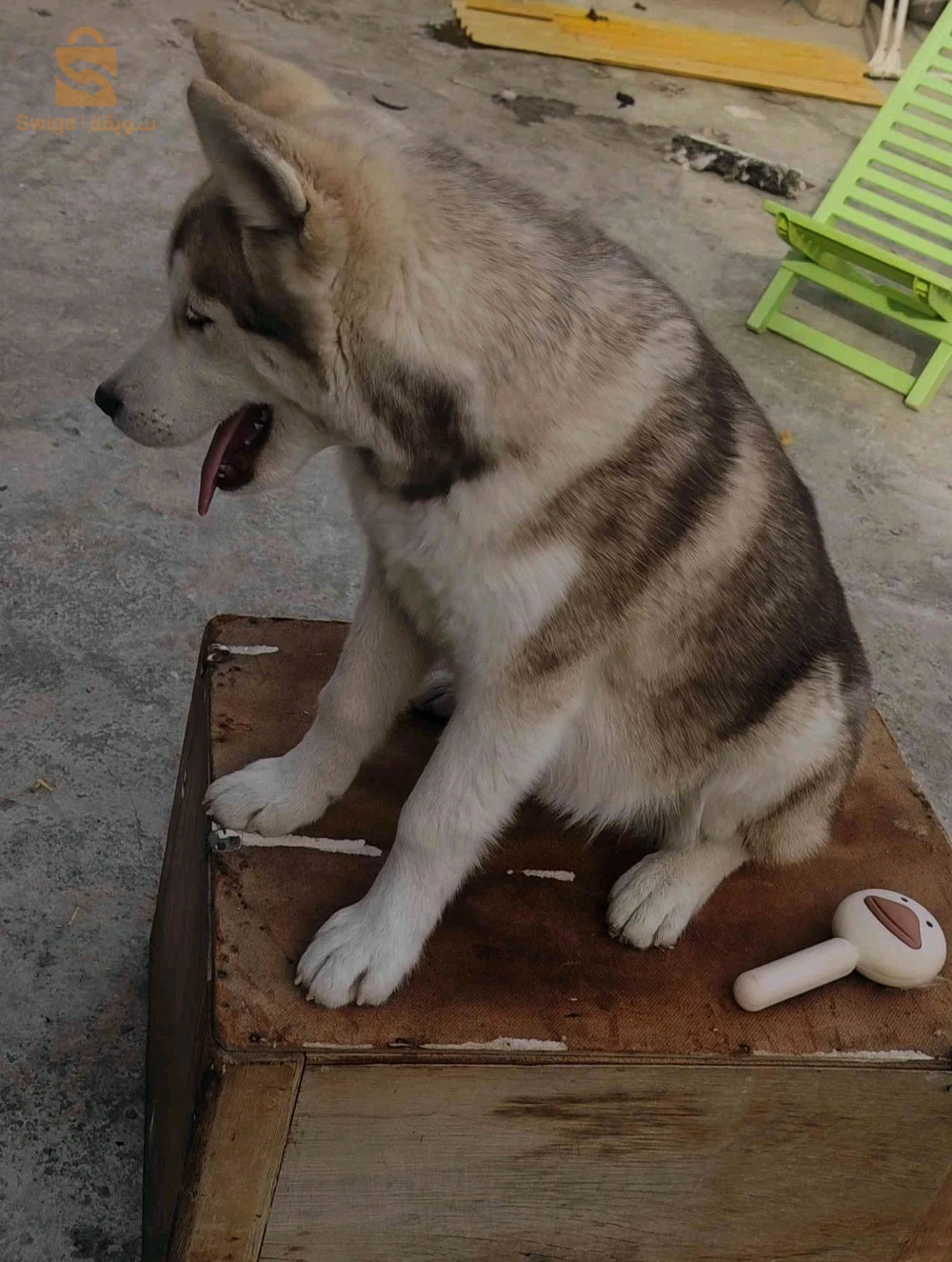 husky