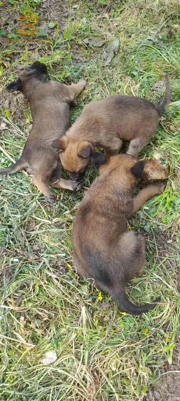 malinois