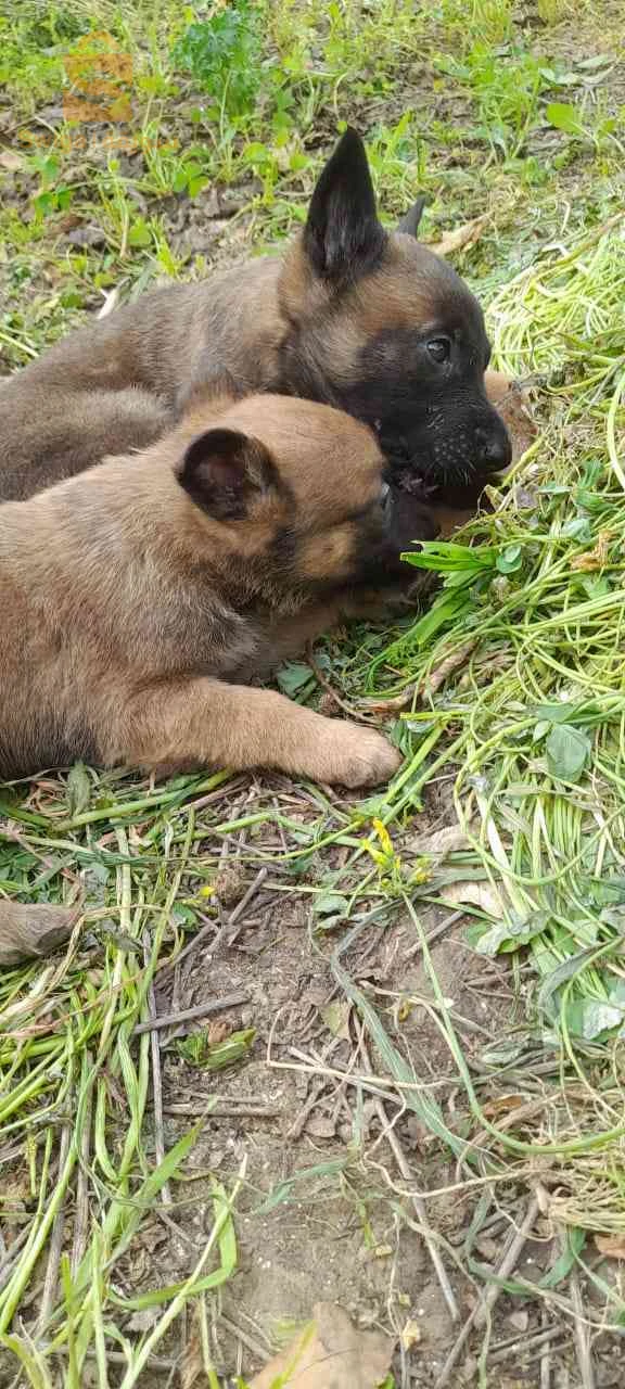 malinois
