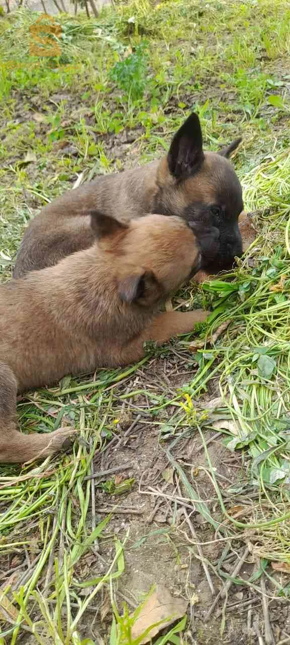 malinois