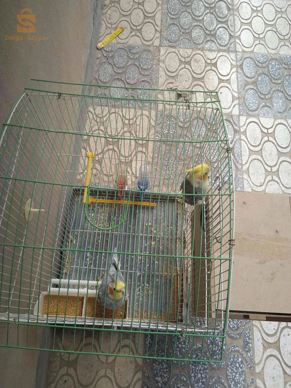 طائر الكوكتال