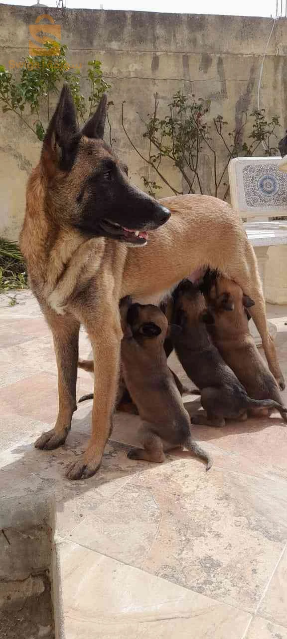 malinois
