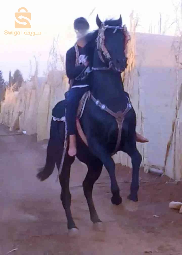 خيل