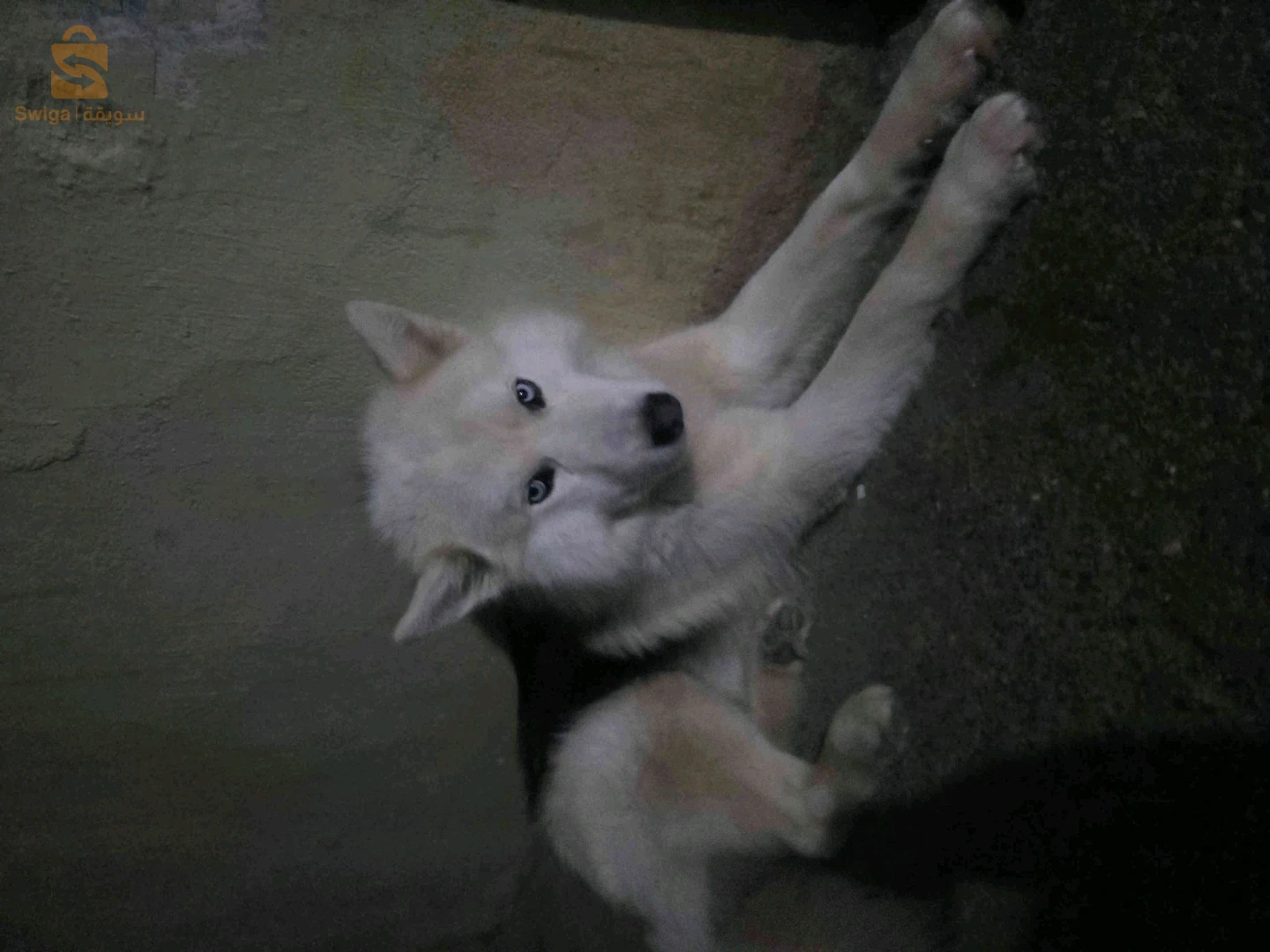 Husky هاسكي