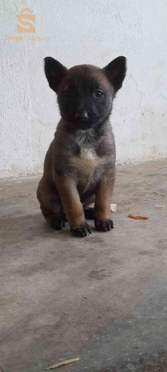 malinois