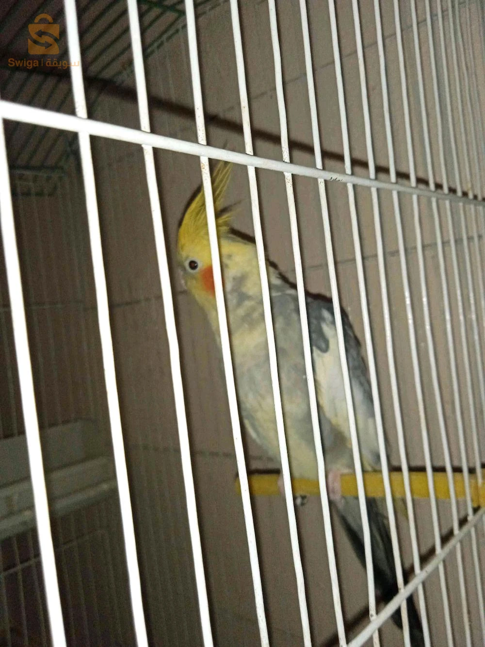 طائر الكوكتال