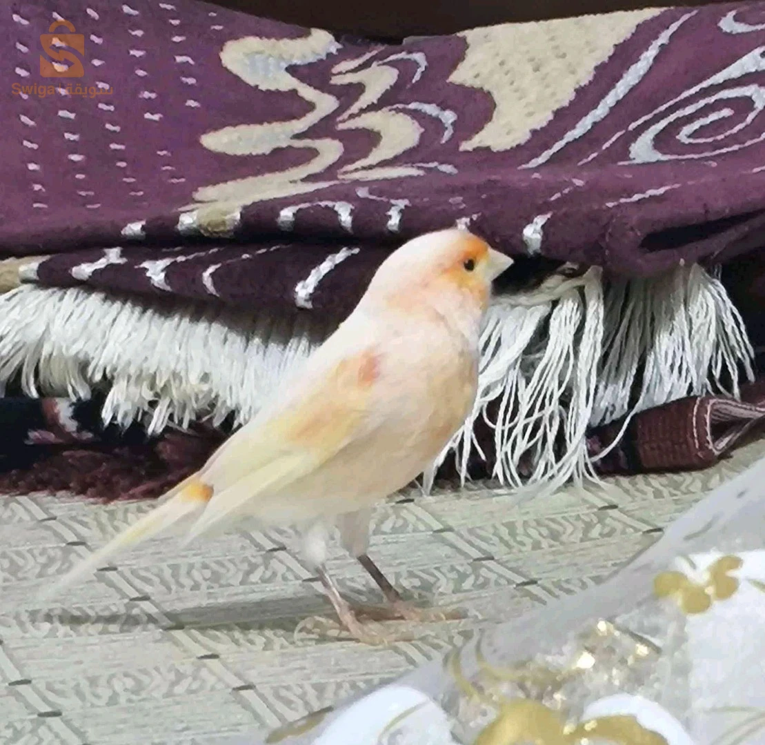 موزاييك قلوستر