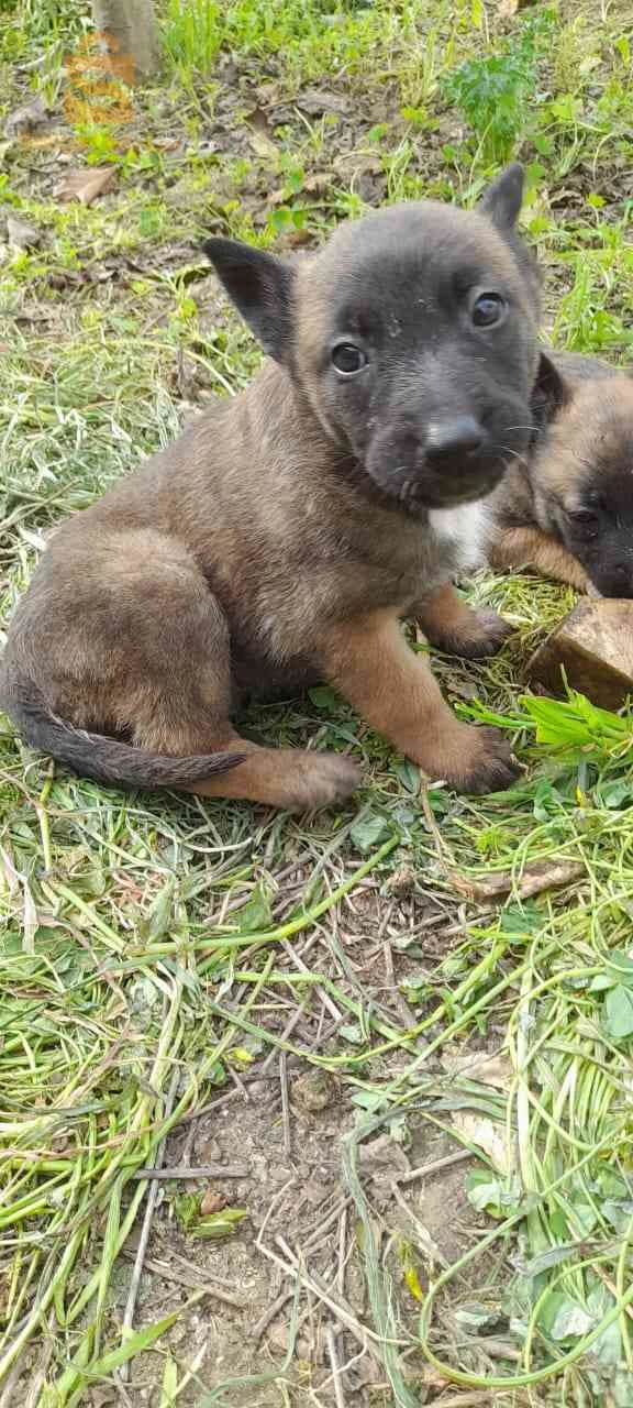 malinois