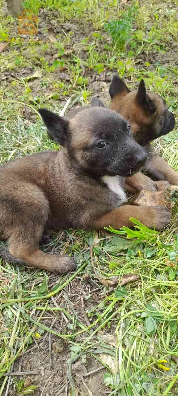 malinois