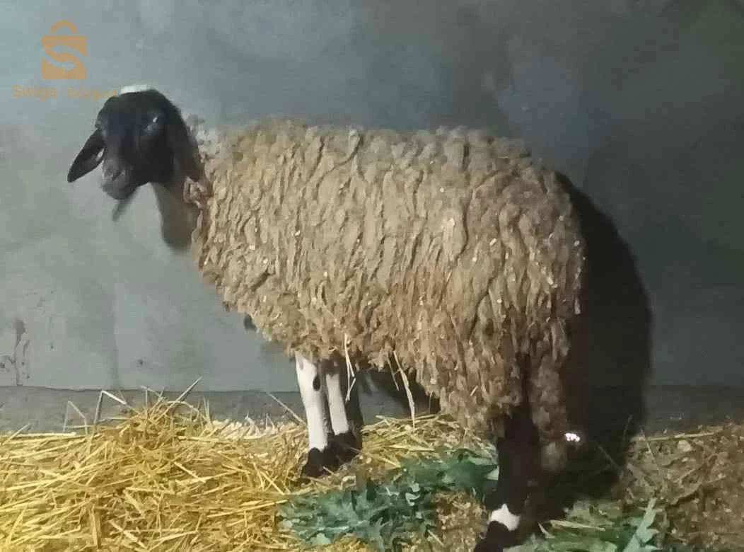 نعجة ثنية ، والدة و مات ولدها،. فيها حليب خير ربي