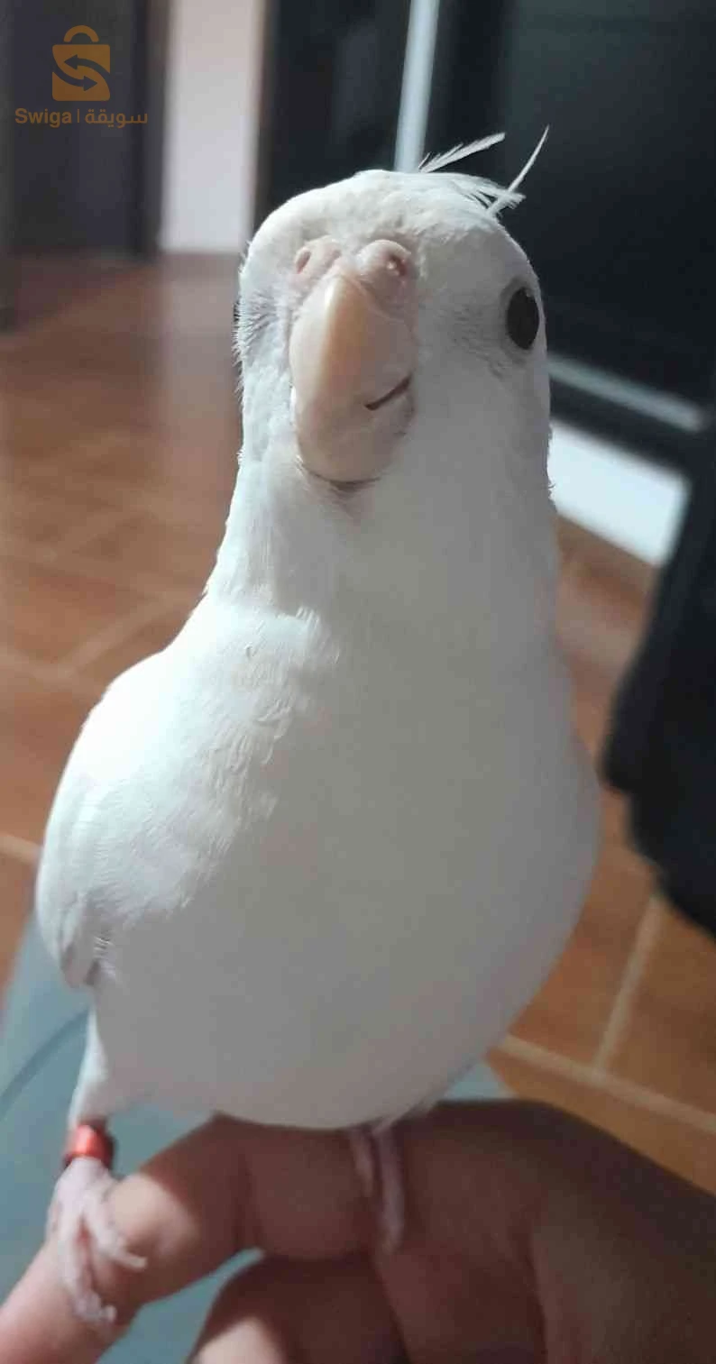 couple calopcite déjà reproduire