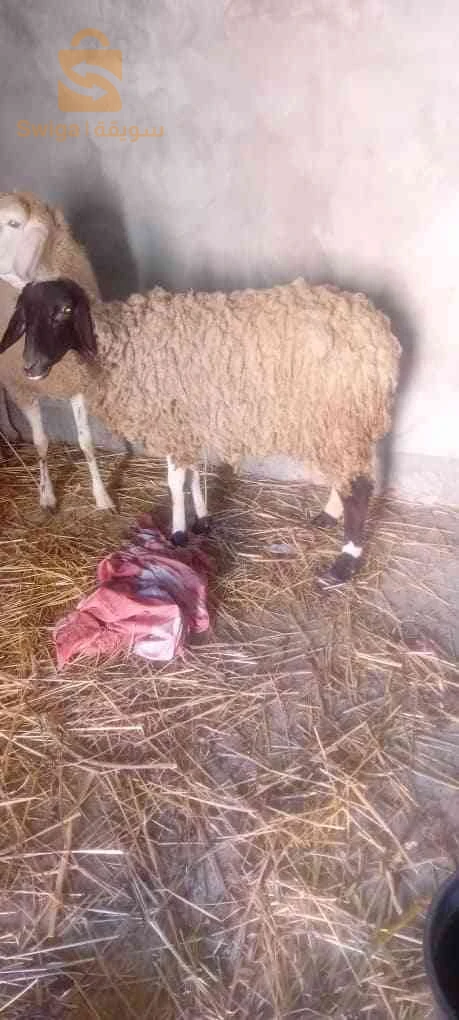 نعجة ثنية ، والدة و مات ولدها،. فيها حليب خير ربي