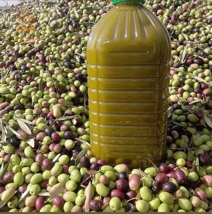 زيت الزيتون