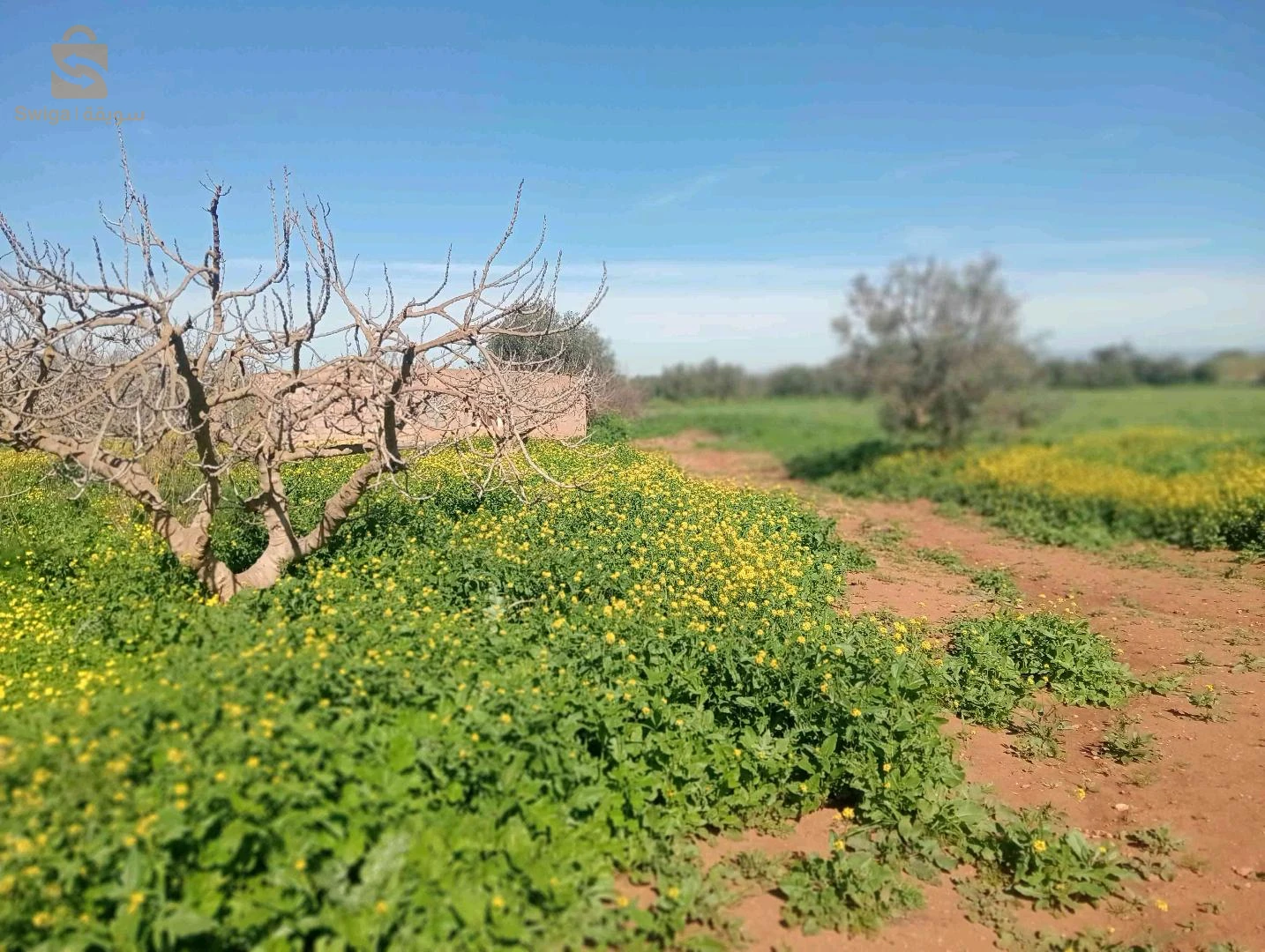 قطة ارض فلاحية