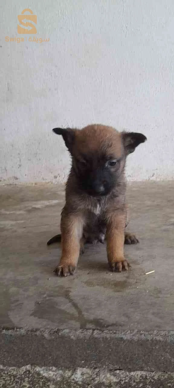 malinois