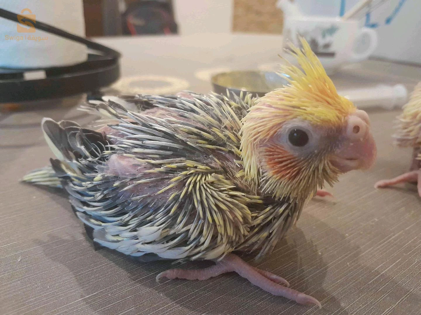 couple calopcite déjà reproduire