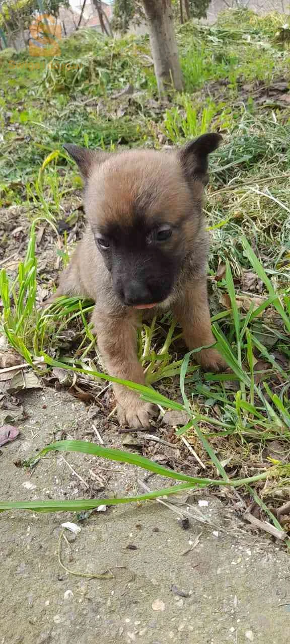malinois