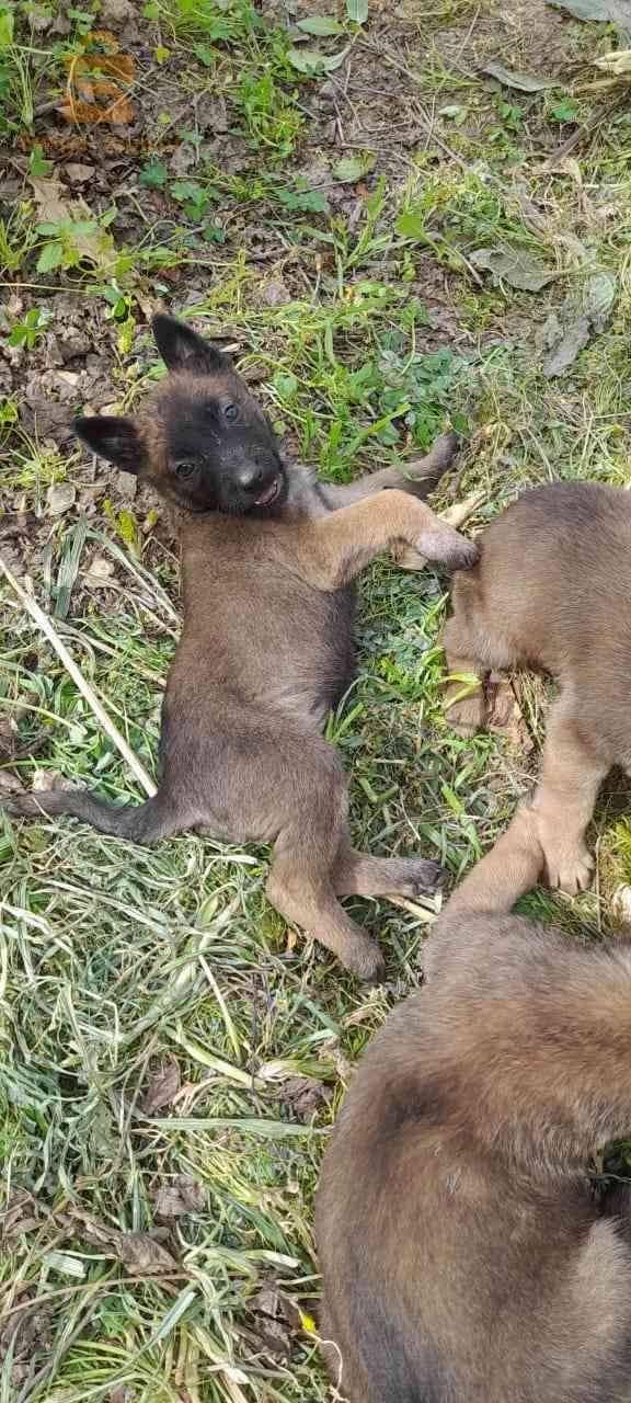 malinois