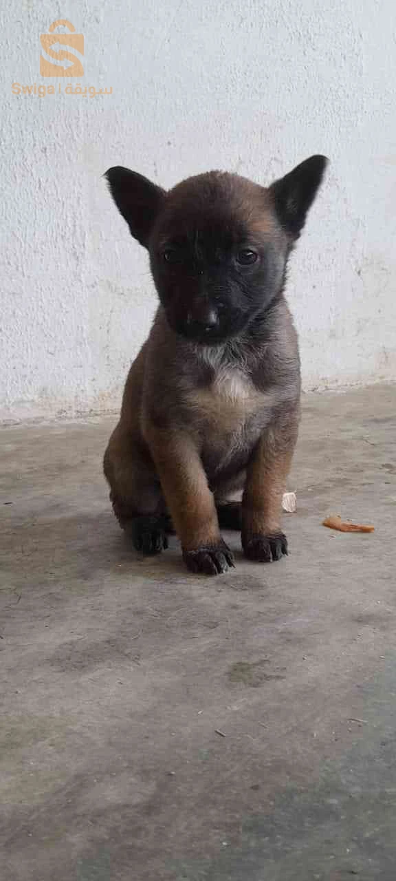 malinois