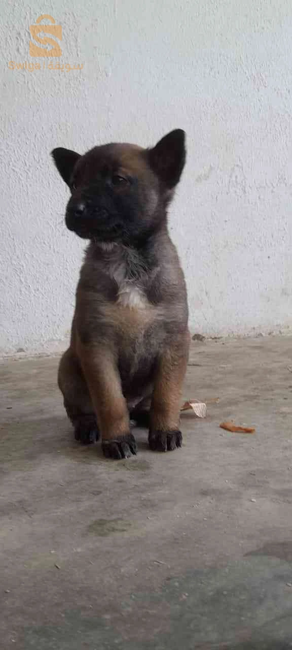 malinois