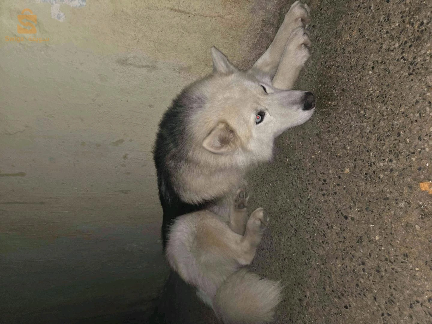 Husky هاسكي