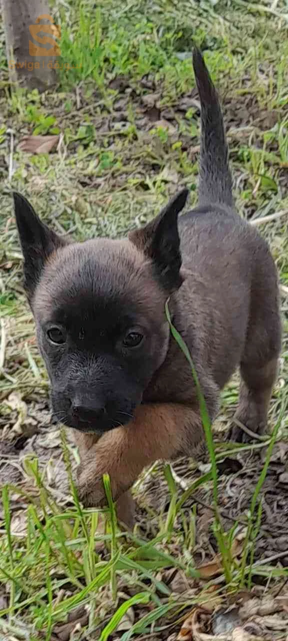 malinois