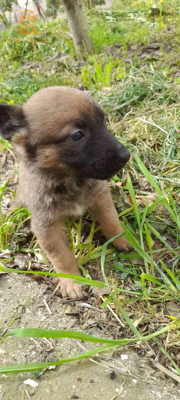 malinois