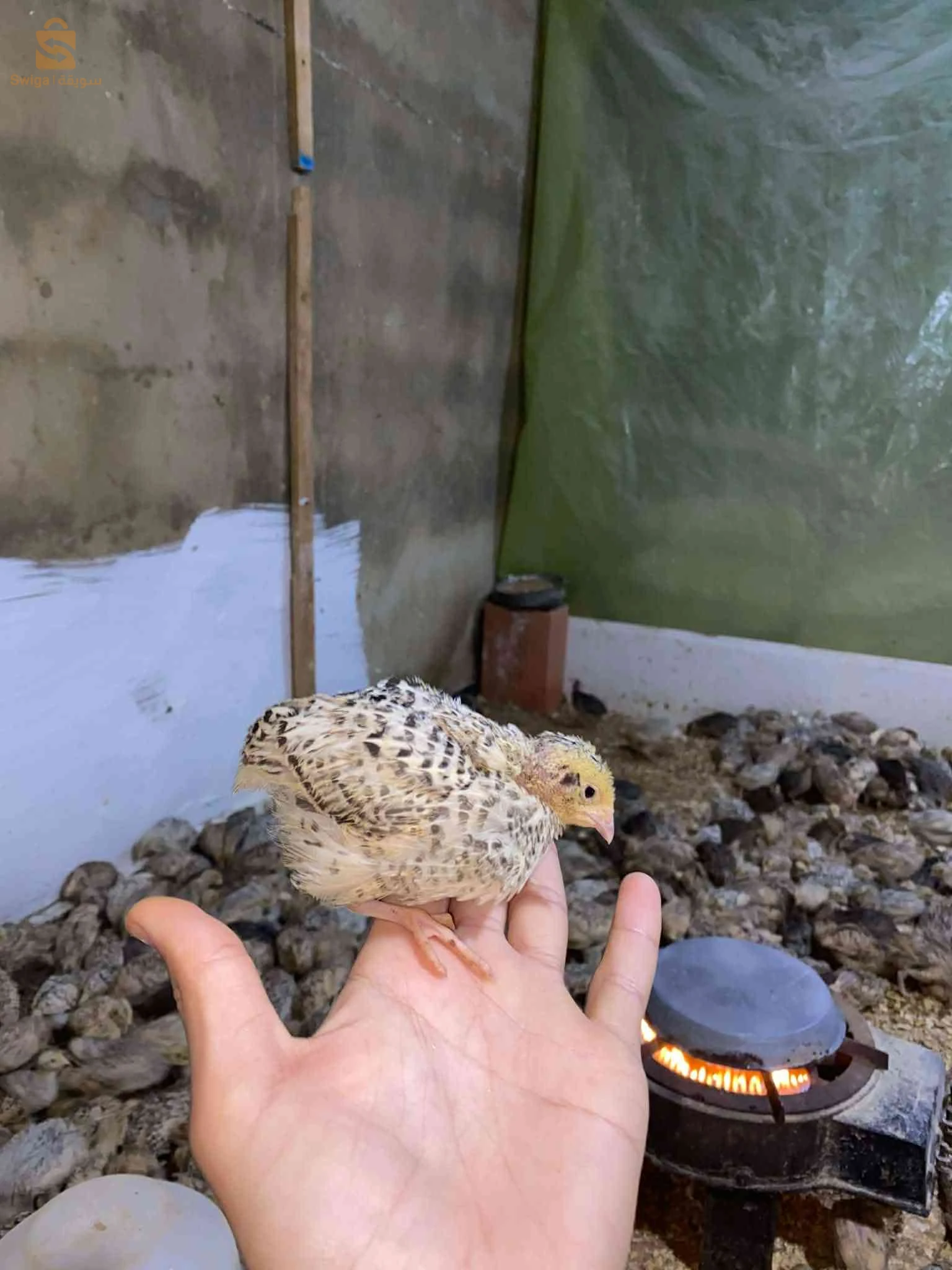 سمان عمرو 20 يوم
