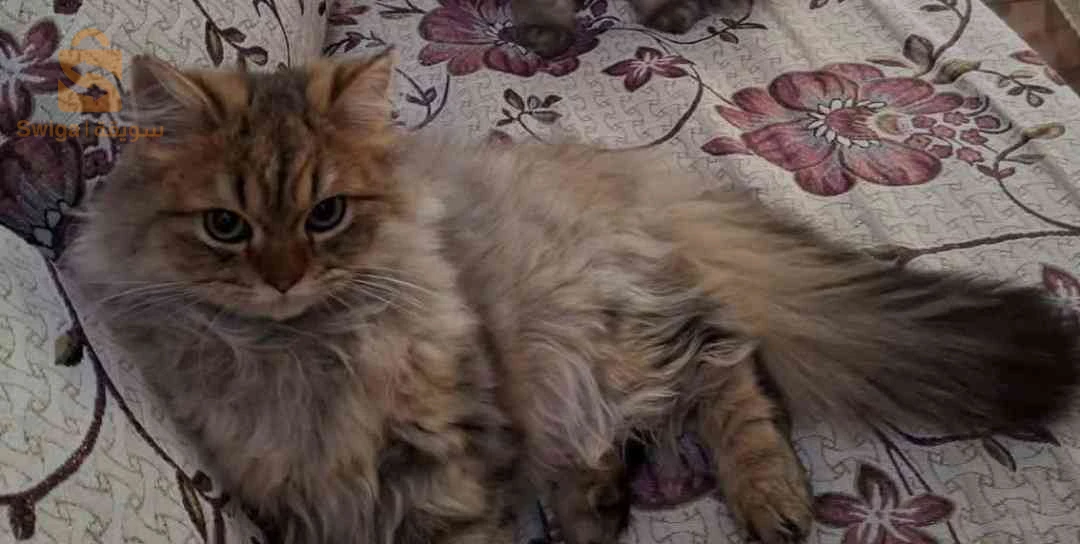 persan chinchilla golden