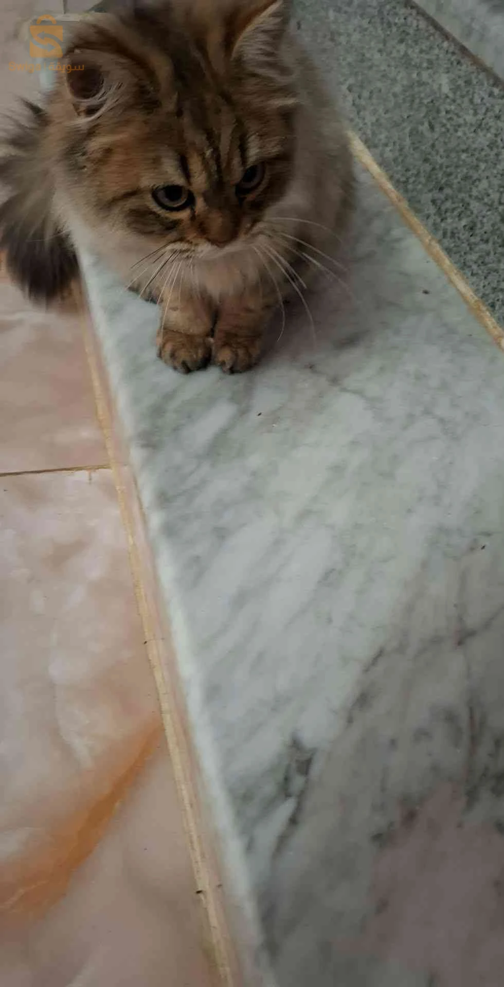 persan chinchilla golden